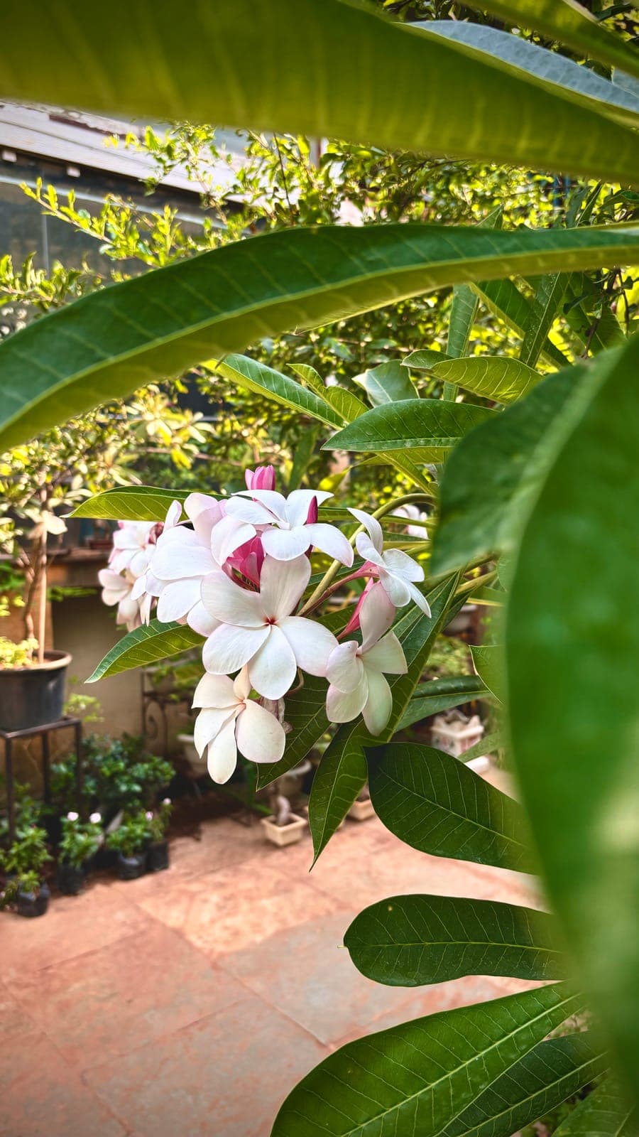 Frangipani in the leaves
