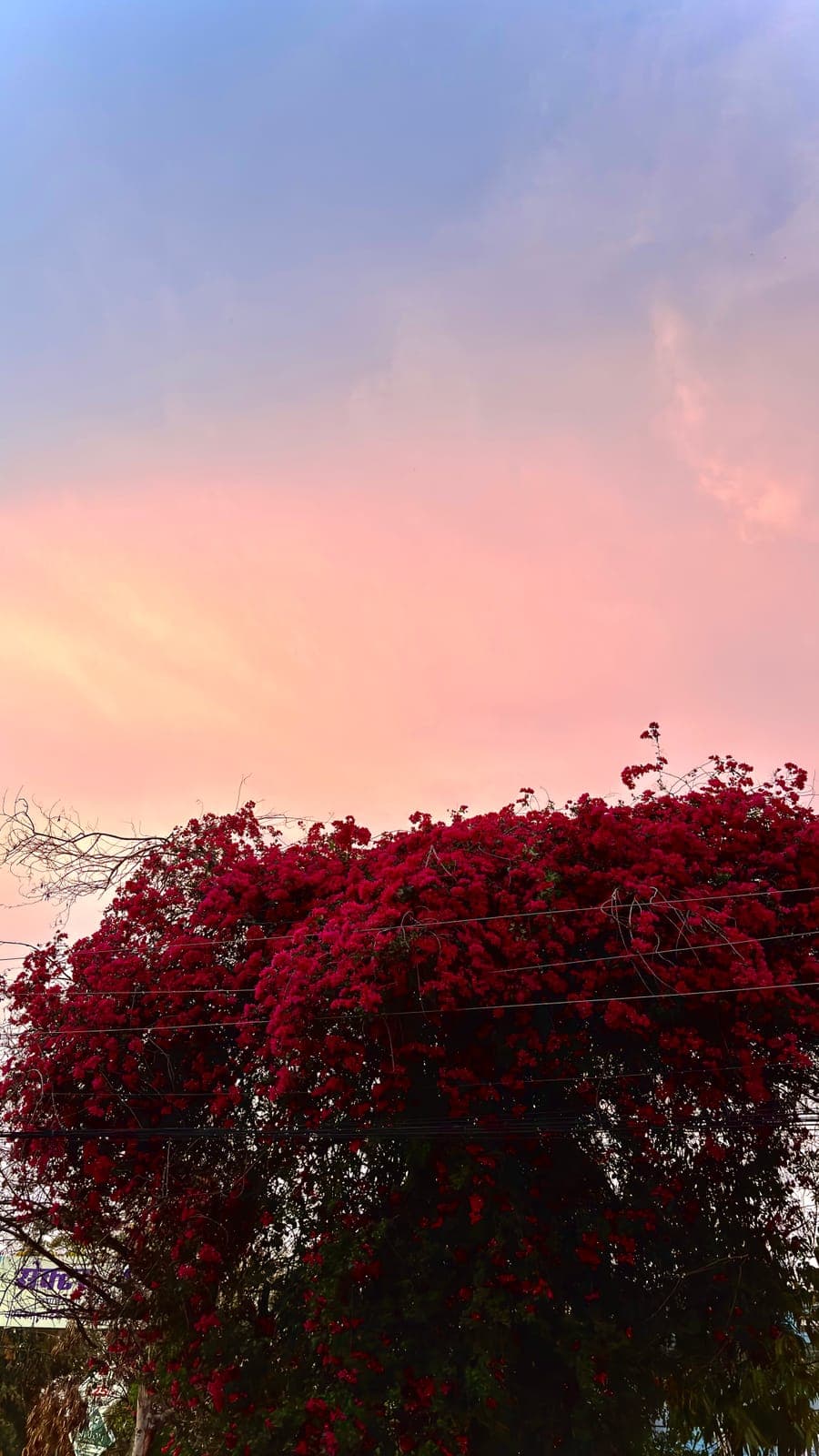 Bougainvillea at dusk