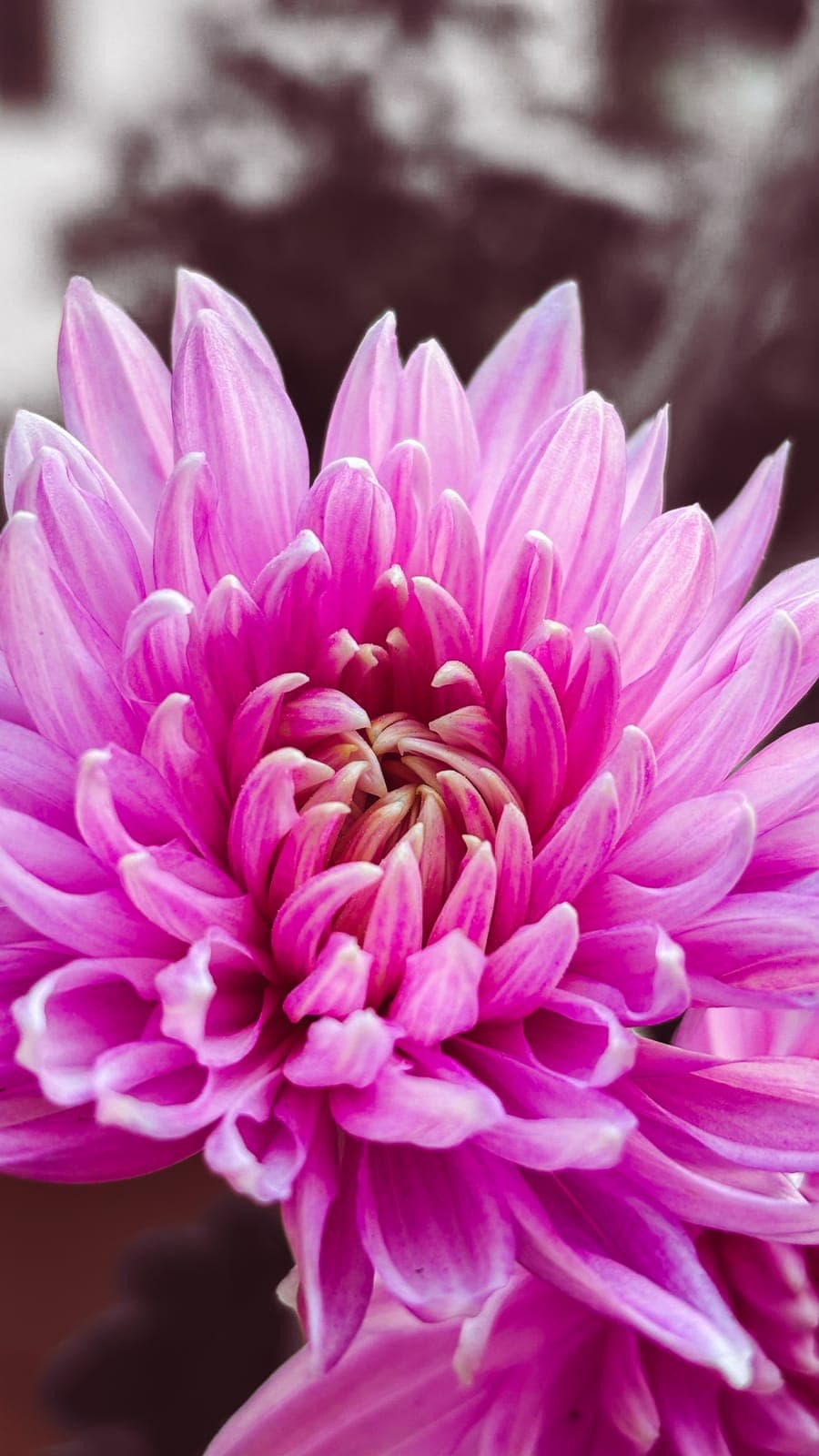 Pink dahlia