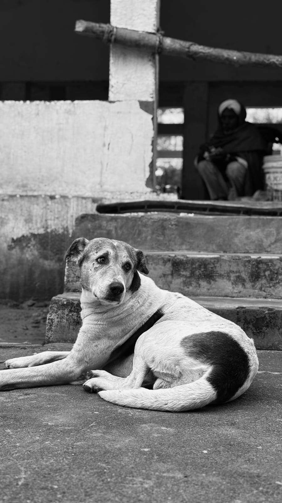Dog on the steps